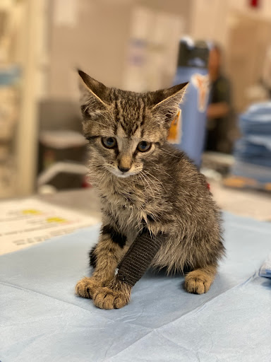 Mission Animal Hospital - 4