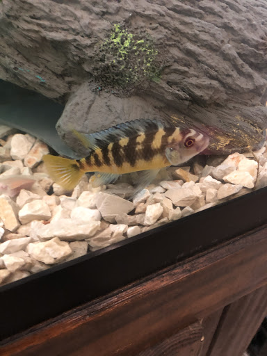 Pet Supply Store «Red Crest Pet Shop», reviews and photos, 319 N Main St, Boerne, TX 78006, USA