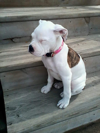 Pet Supply Store «Pet Supplies Plus», reviews and photos, 4505 S 76th St, Greenfield, WI 53220, USA