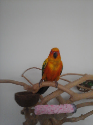 Reptile Store «Pets & Things», reviews and photos, 44825 Van Dyke, Utica, MI 48317, USA