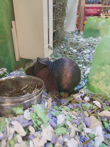 Pet Supply Store «PetSmart», reviews and photos, 9589 Ridgetop Blvd NW, Silverdale, WA 98383, USA