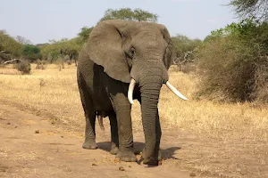 Elephant Fun Safari image