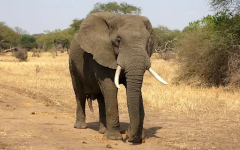 Elephant Fun Safari image