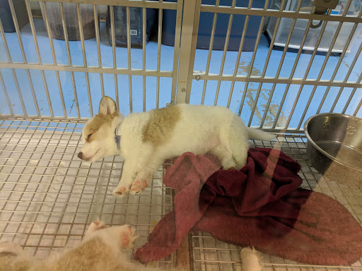 Pet Store «The Dog House», reviews and photos, 120 Hale Rd #1, Manchester, CT 06042, USA