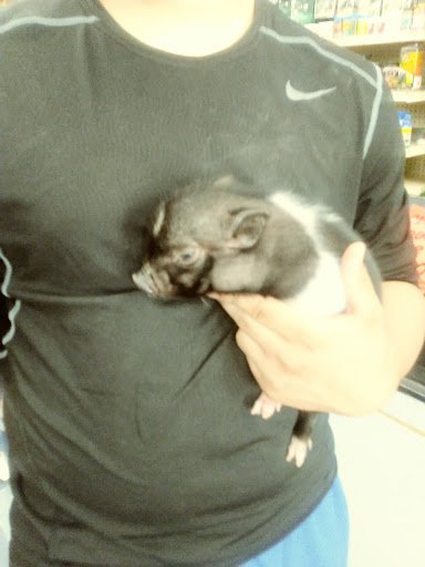 Pet Store «Jules Pet Shop», reviews and photos, 2214 N Milwaukee Ave, Chicago, IL 60647, USA