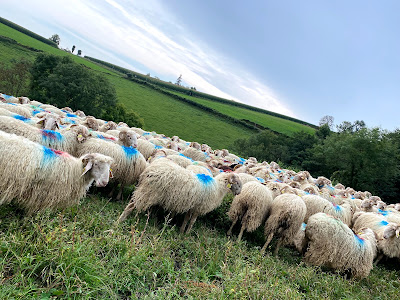 Ferme Lanouté à Sévignacq-Meyracq