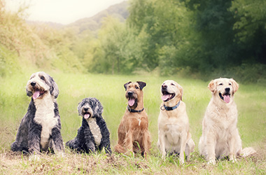 All City Pet Care Veterinary Emergency Hospital