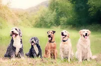 All City Pet Care Veterinary Emergency Hospital - Car repair in Sioux Falls, SD, Sioux Falls - Rated 4.5/5