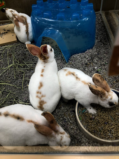 Rabbit shops in Miami