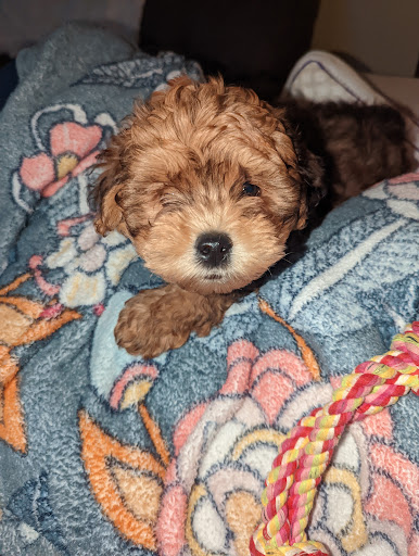 Pet Supply Store «The Village Pet Shoppe, LLC», reviews and photos, 1150 Carlisle St, Hanover, PA 17331, USA