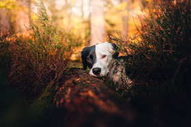 Elvis Euri Photography