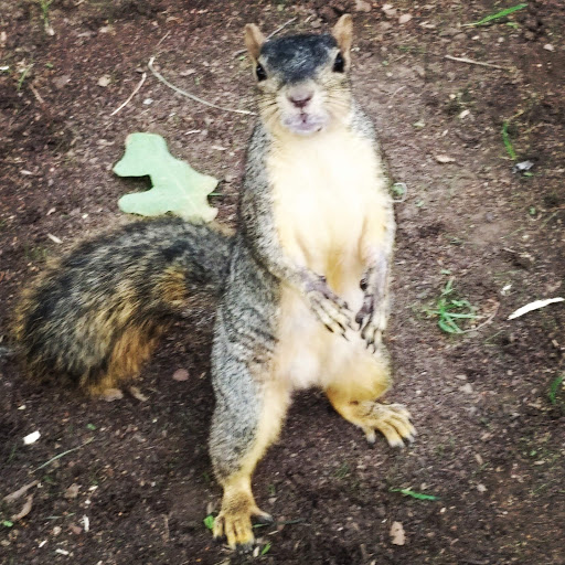 Park «Clarence Thompson Park», reviews and photos, 1600 Brown Blvd, Arlington, TX 76011, USA