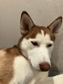 Tina Walks - Photo 7 - Car repair in , Fremont