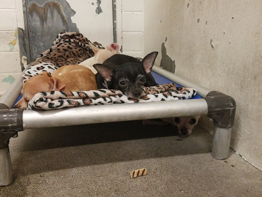 Carson Animal Shelter image