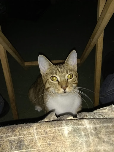 Pet Supply Store «PetSmart», reviews and photos, 2500 Posner Blvd, Davenport, FL 33837, USA