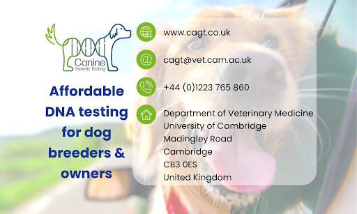 Canine Genetic Testing