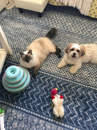 Pet Supply Store «Pet Supplies Plus», reviews and photos, 2982 S Illinois 83, Mundelein, IL 60060, USA