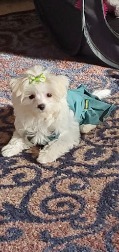 Pet Supply Store «PetSmart», reviews and photos, 42 Southgate Square, Colonial Heights, VA 23834, USA