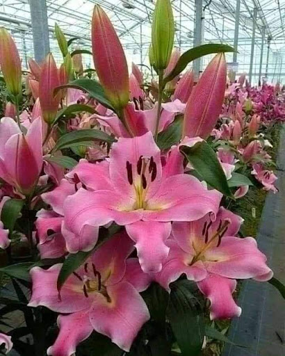 Coffee Shop «Starbucks», reviews and photos, 4503 Fleur Dr, Des Moines, IA 50321, USA