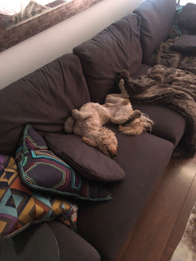 Pet Supply Store «PetSmart», reviews and photos, 238 Atlantic Ave, Brooklyn, NY 11201, USA