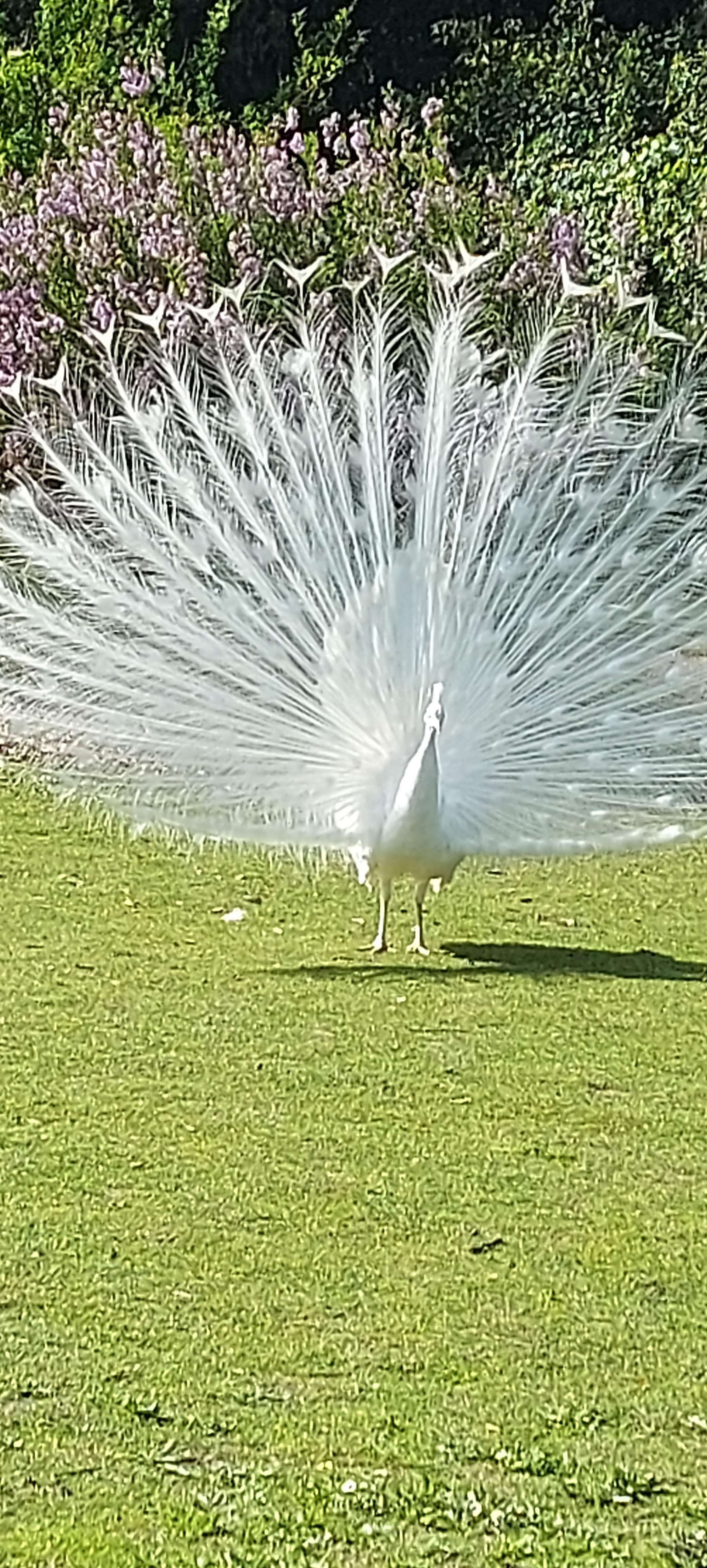 Photo n° 37 de l'avis de gwadilina.l fait le 12/05/2022 à 00:30