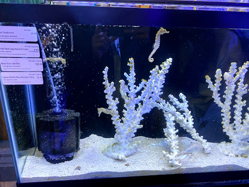 Tropical Fish Store «Wet Pets», reviews and photos, 520 Hartford Turnpike # X, Vernon, CT 06066, USA