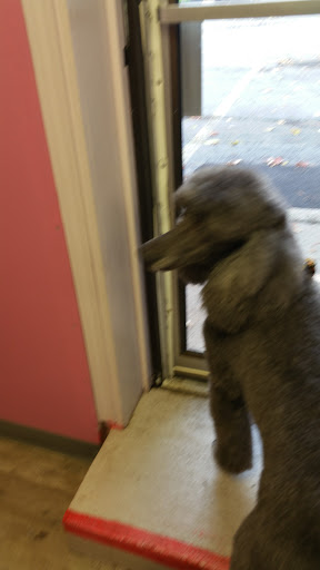 Pet Supply Store «Dog Daze Pet Shop», reviews and photos, 309 S Main St, North Syracuse, NY 13212, USA