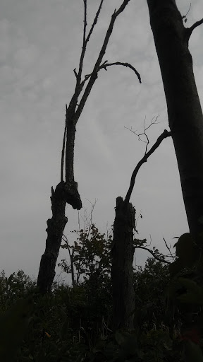 Hiking Area «Cowles Bog Trail», reviews and photos, 1618 N Mineral Springs Rd, Dune Acres, IN 46304, USA