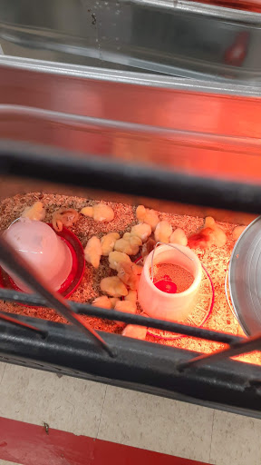 Home Improvement Store «Tractor Supply Co.», reviews and photos, 1149 E Main St, Ravenna, OH 44266, USA