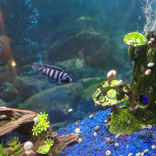 Tropical Fish Store «C K Fish World», reviews and photos, 410 N Azusa Ave, West Covina, CA 91791, USA