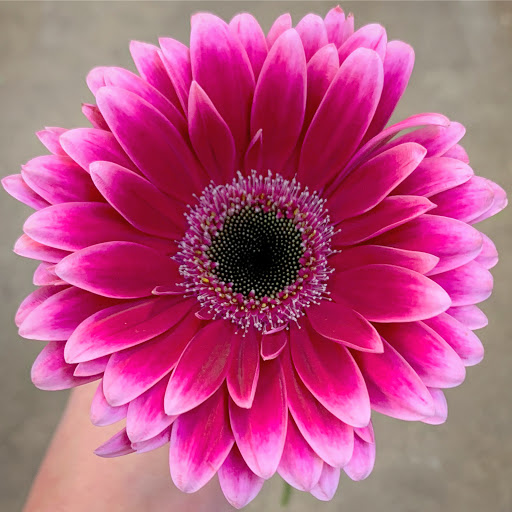 Florist «Posh Petals», reviews and photos, 1134 E 54th St A, Indianapolis, IN 46220, USA