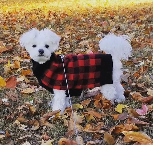 Pet Supply Store «All Natural Pet Center», reviews and photos, 7139 Marine Rd, Edwardsville, IL 62025, USA