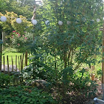 Photo n°3 de l'avis de Li.a fait le 24/06/2020 à 20:11 sur le  Alte Apotheke Hotel & Café à Bad Essen