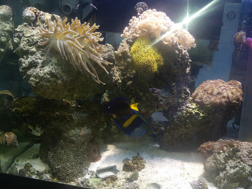 Pet Store «Animal Instincts Aquarium and Pet Center», reviews and photos, 811 Plymouth Ave, Fall River, MA 02721, USA