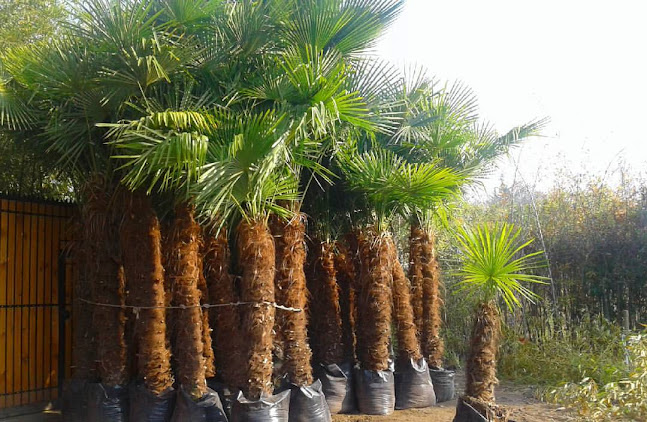 Opiniones de Jardín & Vivero San José en San Bernardo - Centro de jardinería