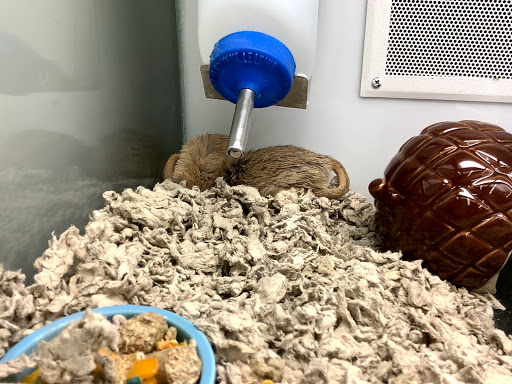 Pet Supply Store «Petco Animal Supplies», reviews and photos, 4913 Main St, Spring Hill, TN 37174, USA