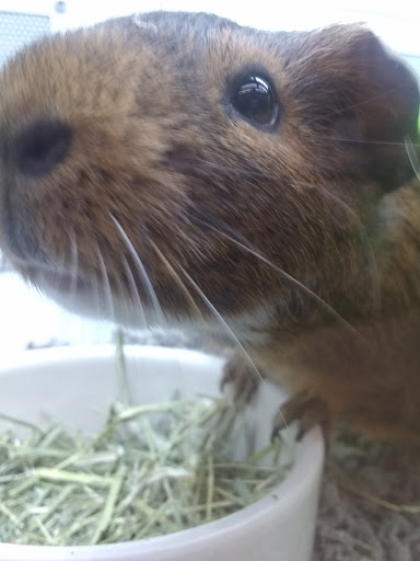 Pet Supply Store «Petco Animal Supplies», reviews and photos, 2140 W Cleveland Ave #100, Madera, CA 93637, USA