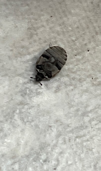 Alpha Termite and Pest Control - Photo 2 - Car repair in Hazlet, NJ, Staten Island