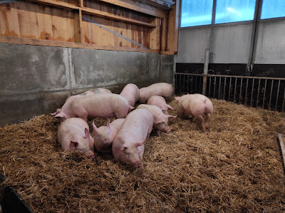 Ferme des tines à Sixt-Fer-à-Cheval