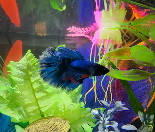 Pet Supply Store «Petco Animal Supplies», reviews and photos, 415 E University Dr, Granger, IN 46530, USA