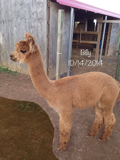 Livestock Breeder «Quarry Critters Alpaca Ranch», reviews and photos, 580 Basehoar Rd, Littlestown, PA 17340, USA