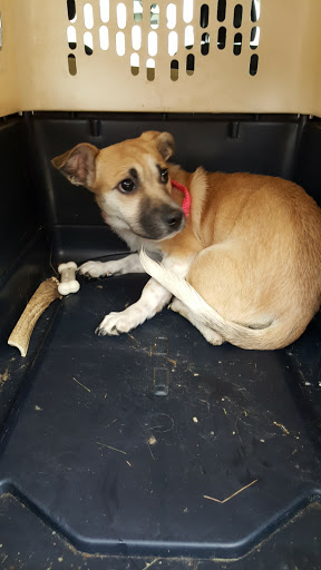 Pet Supply Store «PetSmart», reviews and photos, 162 S Gary Ave, Bloomingdale, IL 60108, USA