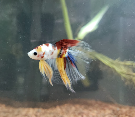 Pet Store «Exotic Fish», reviews and photos, 406 Northside Dr # F, Valdosta, GA 31602, USA