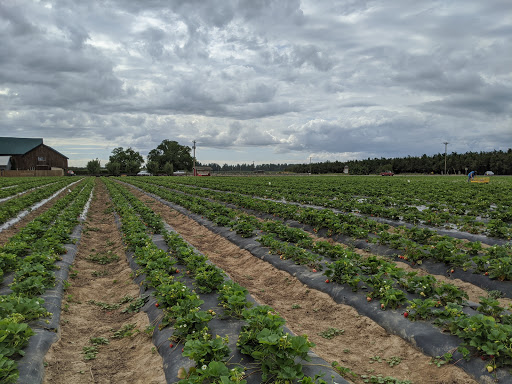 Produce Market «Boones Ferry Berry Farms», reviews and photos, 19602 NE Boones Ferry Rd, Hubbard, OR 97032, USA