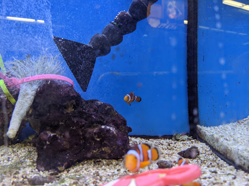 Pet Supply Store «Petco Animal Supplies», reviews and photos, 16710 Royalton Rd, Strongsville, OH 44136, USA