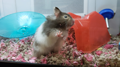 Pet Supply Store «Petco Animal Supplies», reviews and photos, 5975 20th St, Vero Beach, FL 32966, USA