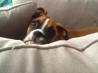 Sandi's Pampered Pets - Photo 3 - Car repair in , Colorado Springs