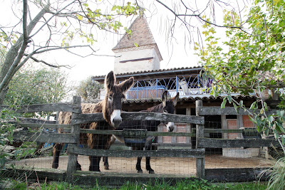 Asinerie d'Embazac lait d'ânesse bio - Chambres d'Hôte à L'Isle-Jourdain