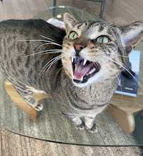 YOUR CAT SITTER - Photo 5 - Car repair in , Jersey City