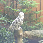 Photo n° 11 de l'avis de Stéphanie. fait le 06/06/2023 à 20:12 pour Zoo de La Flèche à La Flèche